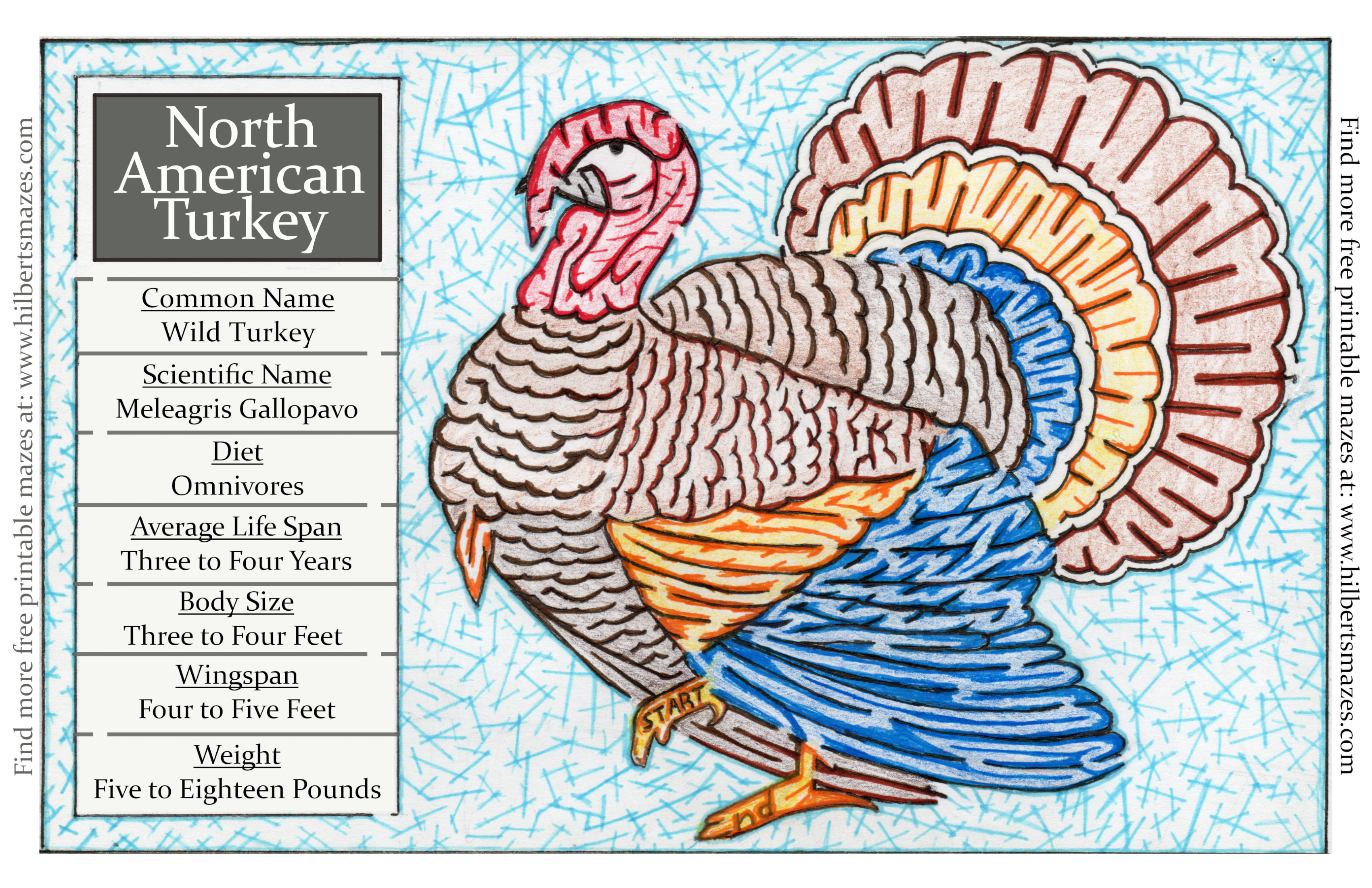 Free Printable Hand Drawn Turkey Maze. Easily downloadable and printable PDF format. Great Mazes for both kids & adults very challenging but fun.