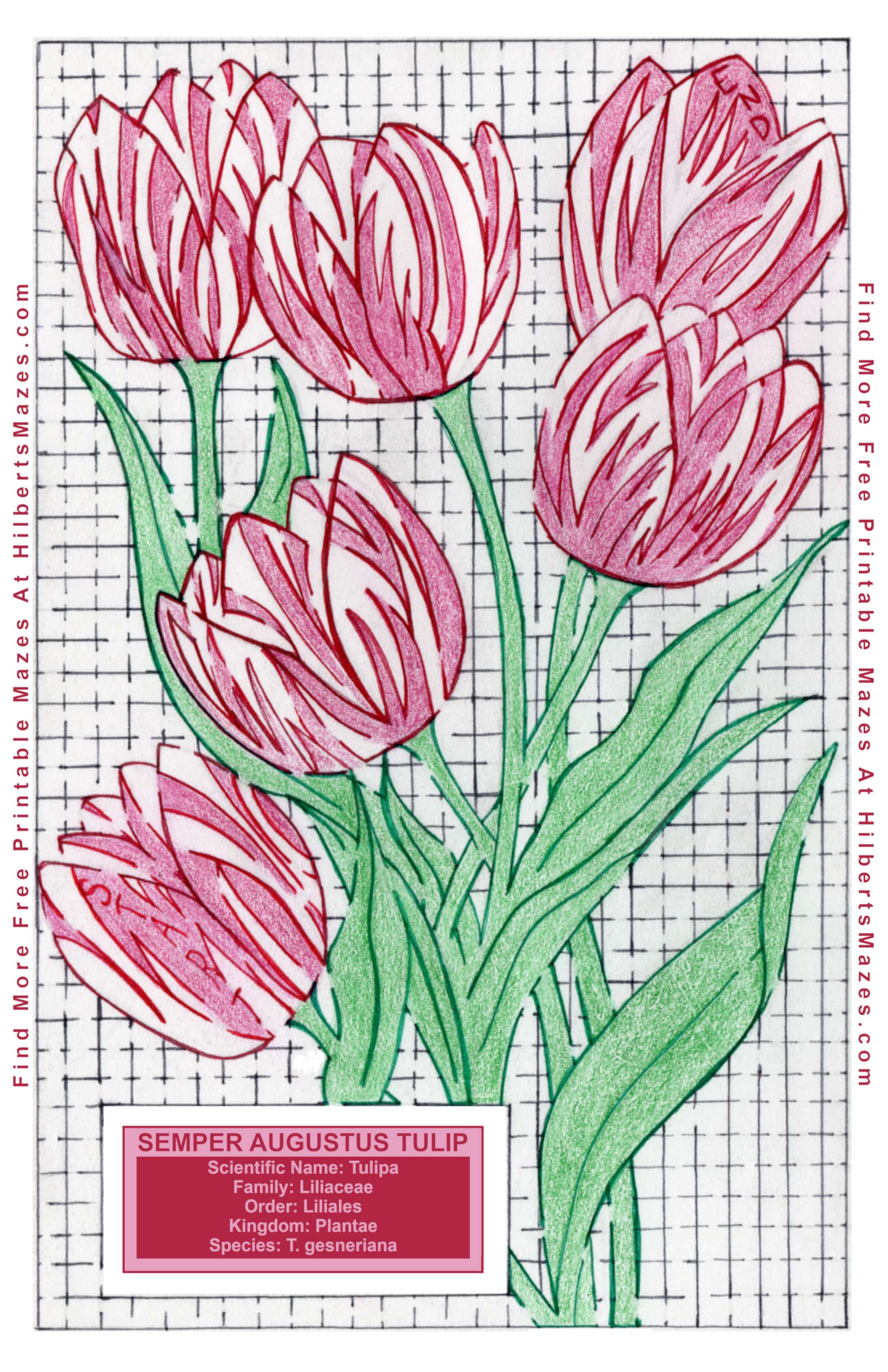 Free Printable Hand Drawn Spring Tulip Maze. Easily downloadable printable PDF format. Great Mazes for both kids & adults very challenging but fun.